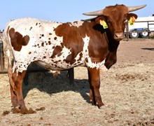 Hercules X First Kiss bull