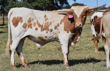WT KID ROCK X RJF RURAL ROMANCE 206  TAG 431