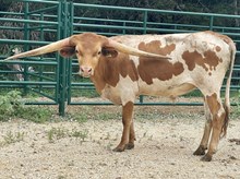 SR 437
