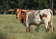 RJF DYNASTY 442