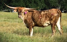 RJF BETTY DAVIS 444