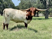 SR Charlie's Miranda 445