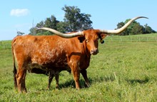 LEZAWE EOT 249
