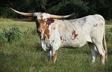 RJF SPECIAL RESERVE 448