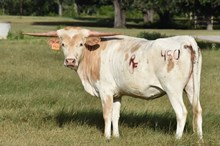 RJF/SL CALLA LILY 450