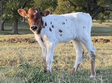 Opal 21 Heifer