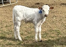 2025 Bull (Ethan’s Pride)
