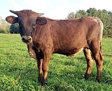 Shooting Star Bull