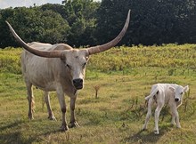 Gun Metal 2026 Bullcalf