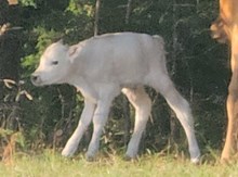 Lullabye 2026 Bullcalf