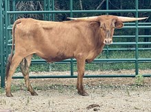 SR 460