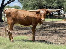 SR Charlie's Brava 461