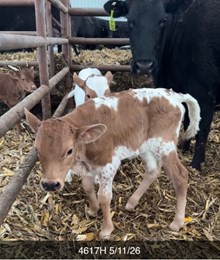 RC Della Rose x Rebel HR 4617H