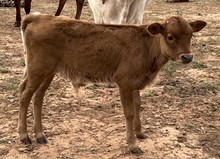 Bull calf