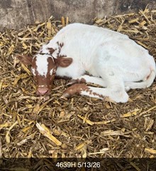 SHAM ROCK MY WORLD X WT KID ROCK TAG 4639H