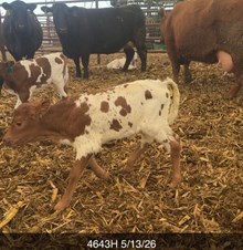 HL KELLY ANN X BR JUNGLE JIM TAG 4643H