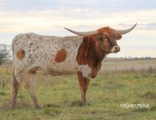 LL CONNIE