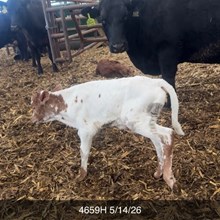 SHAM ROCK MY WORLD X WT KID ROCK TAG 4659H