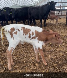 HL KELLY ANN X BR JUNGLE JIM TAG 4661H