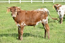 Real Deal Lucky x PCC Knight Force Bull Calf