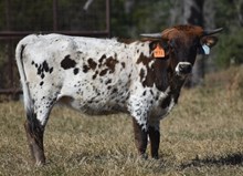RJF LUCK BE A LADY 472