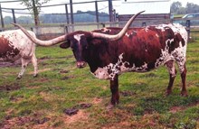 TXN Isabella Special