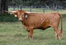 RJF RADIANT IN RED 474