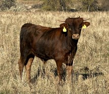 Daisy 25 bull
