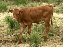 DOODLEBUG TUFF CHEX x ZD HOPES ASPEN PAT bull calf