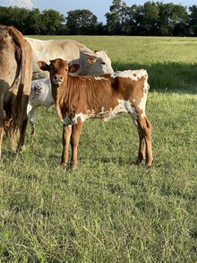 Texas Jim x Chevelle heifer