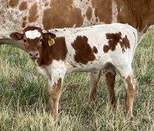 Mermaid 25 bull