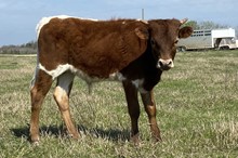 Tuff Grande x Miss Rev bull calf
