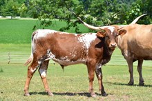 Dunn Re Deal x WS Hydro Bull