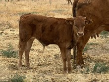 Caramel Cream 26 bull
