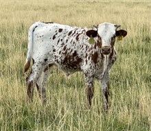 Dark Mist 25 steer