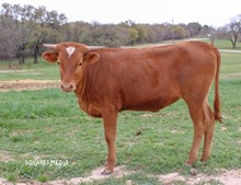THELMA  135