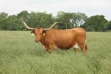 Country Pride 719