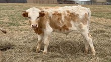 Dream 25 bull