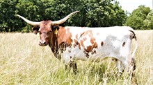 AA COWBOYS LADY
