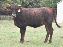 CV BUBBA'S BEAUTY X RIVERFORKS BIG BUCKS 504