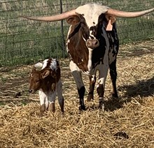 JBR LILLIAN X TCR KANSAS COWBOY TAG 507