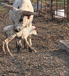 BAR R ENCHANTED X WARRIOR HR (h) TAG 508