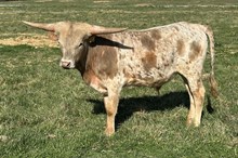 Forgetful 25 bull