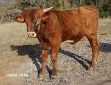 HJR Bull 53