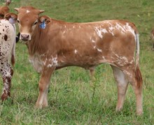 50 Tulips Bull Calf