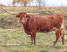 Cracklin Rosie 2/22