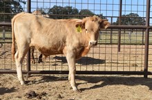 RJF AWESOME ATTRACTION X PCC MIDAS TOUCH  TAG 517
