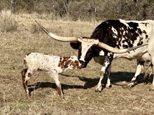 SERAPE X TEXANA COWGIRL bull