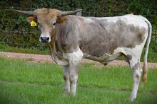 RJF REBA X PCC MIDAS TOUCH (B) TAG 519