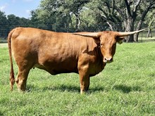 SR 151's Carbon Copy 524